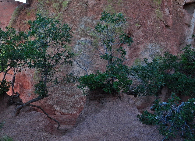 trees against the red rock in central part of park